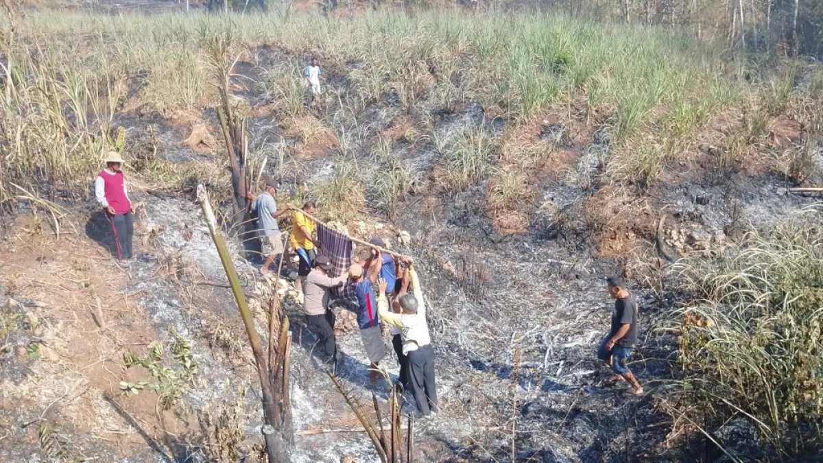 Evakuasi jenazah lansia yang terbakar di lahan tebu