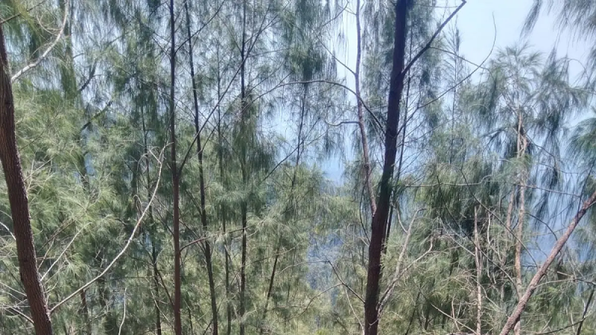 Karhutla pegunungan kawi Malang