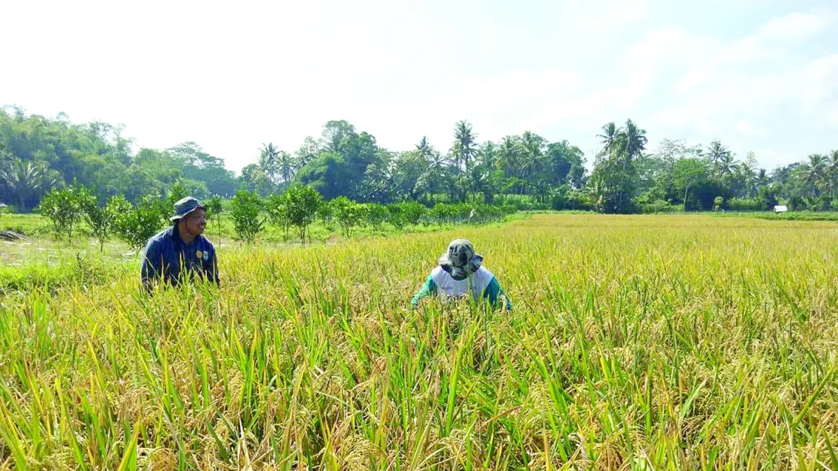KANTONGI SK: Dua petani berada di area persawahan yang ditanami padi Sukma di Desa Kasembon, Kecamatan Bululawang, pekan lalu
