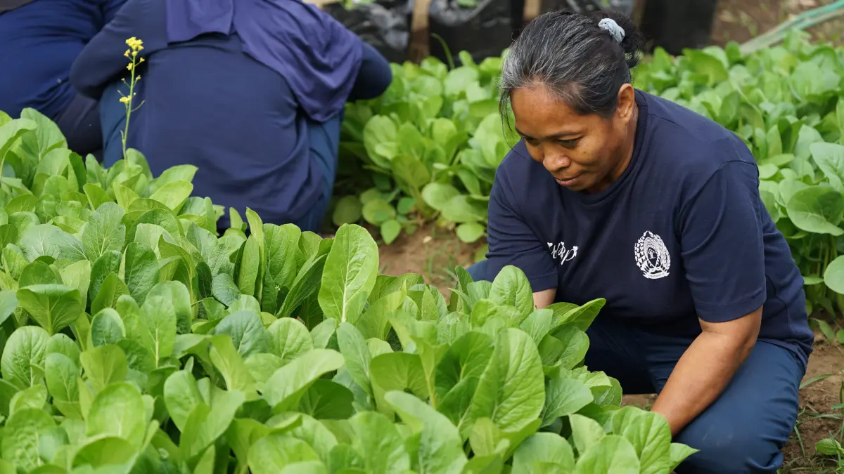 PANEN: Salah seorang warga binaan memanen sawi di lahan produktif milik Lembaga Pemasyarakatan Perempuan (LPP) Kelas IIA Malang beberapa waktu lalu. (LPP KELAS IIA MALANG FOR RADAR MALANG)