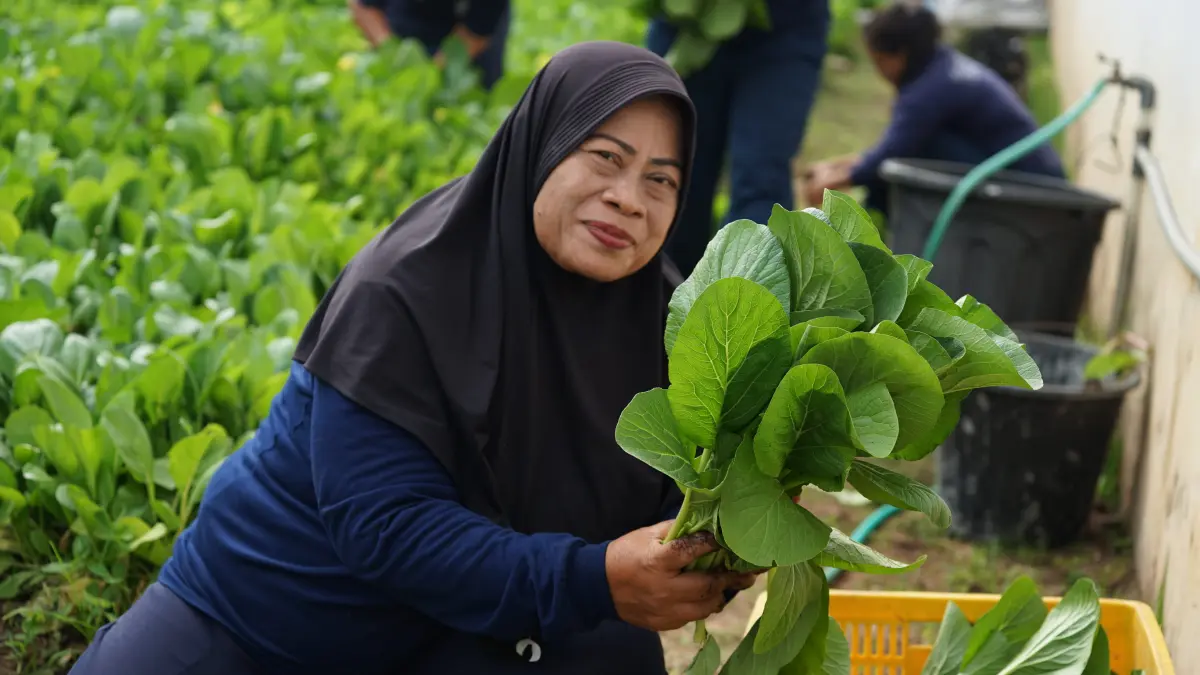 PANEN: Salah seorang warga binaan memanen sawi di lahan produktif milik Lembaga Pemasyarakatan Perempuan (LPP) Kelas IIA Malang beberapa waktu lalu. (LPP KELAS IIA MALANG FOR RADAR MALANG)