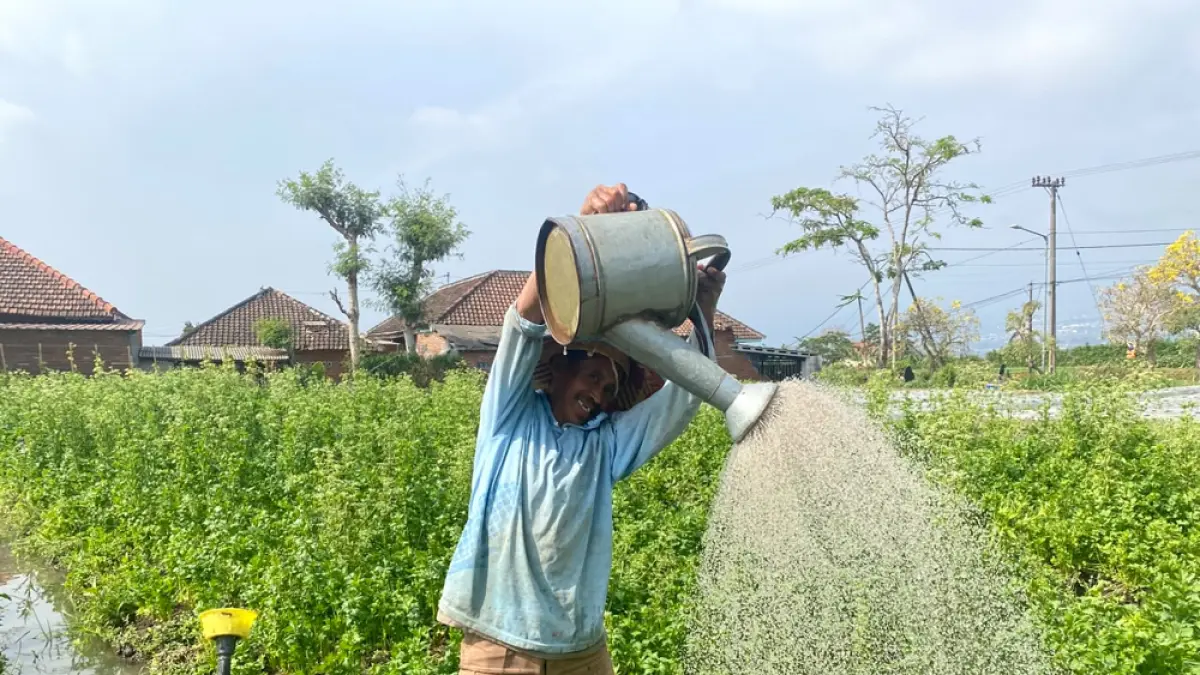 Petani seledri