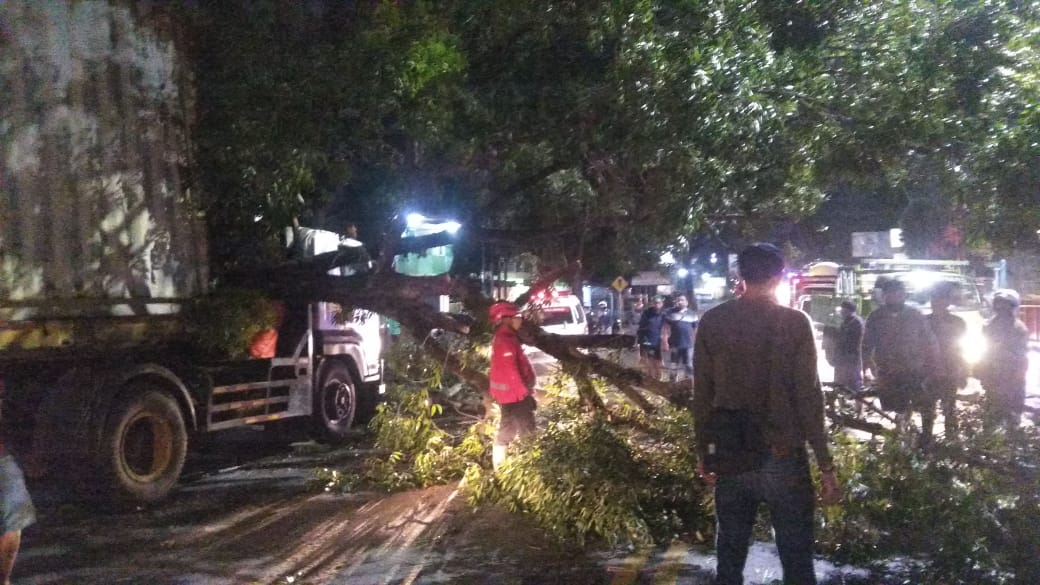 Pohon mahoni berdiameter 50 centimeter menimpa truk trailer saat truk tersebut berusaha menepi di pinggir Jalan Tumenggung Suryo, Jumat (24) malam.