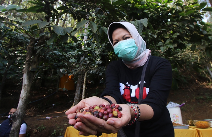 UNGGULAN: Wali Kota Batu Dra Hj. Dewanti Rumpoko menunjukkan Kopi Ceret Ireng di kawasan di Songgoriti, Kelurahan Songgokerto . (Foto: Nugraha Perdana/Radar Malang)
