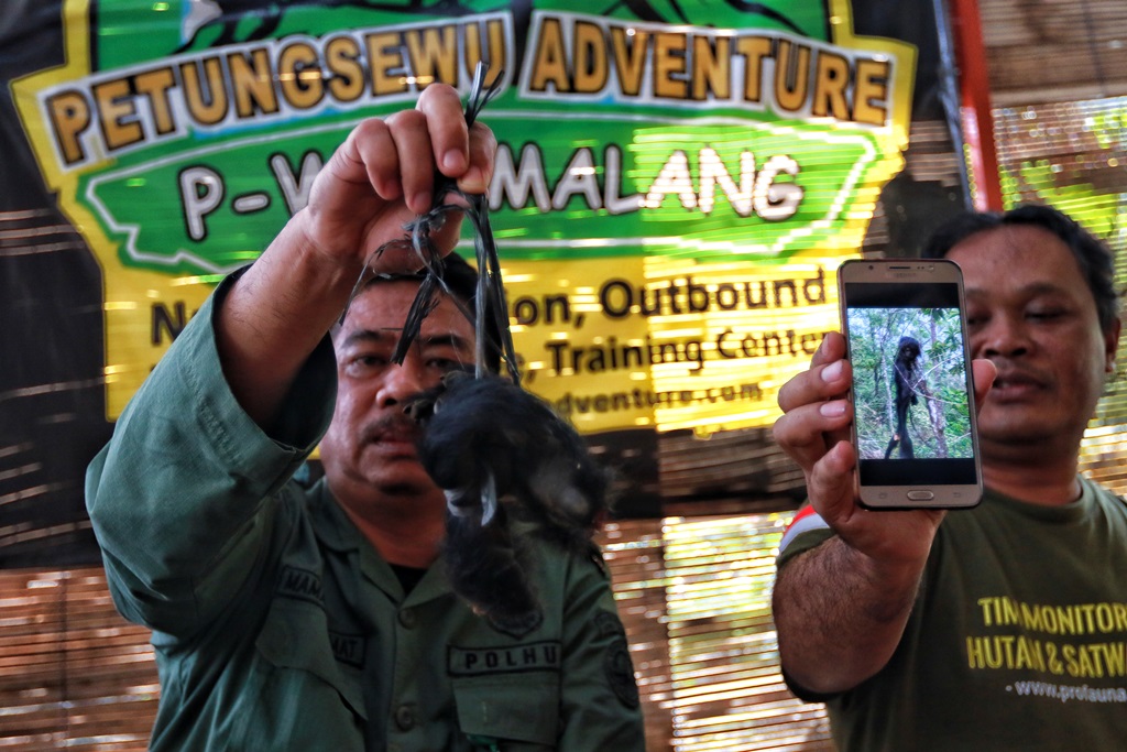 SADIS: Sisa bagian tubuh lutung jawa dan foto kepala yang ditancapkan di sebatang pohon, ditunjukkan oleh Kepala Seksi BBKSDA wilayah VI Mamat Ruhimat (kiri) saat presscon di Petungsewu Wildlife Education Center (P-WEC), Selasa (11/8). (Foto: Rubianto/Rad