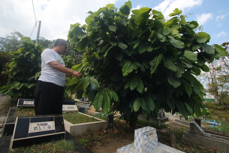 Tanaman kakao tumbuh subur di antara batu nisan TPU Kasin. Dari biji tumbuhan ini dihasilkan produk olahan yang dikenal sebagai cokelat.
