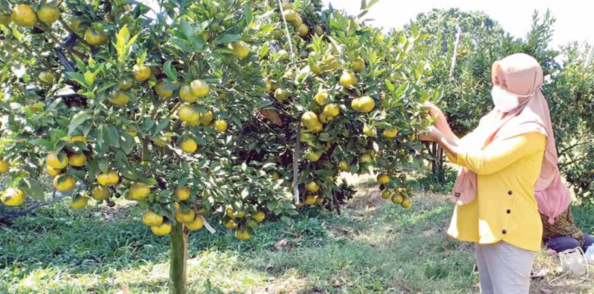 Wisata petik jeruk di Satpom AU Lanud Abdulrachman Saleh mulai dibuka 13 Agustus lalu. Dengan stok buah yang ada, destinasi itu bakal dibuka hingga November mendatang. (Farik Fajarwati / Radar Kanjuruhan)