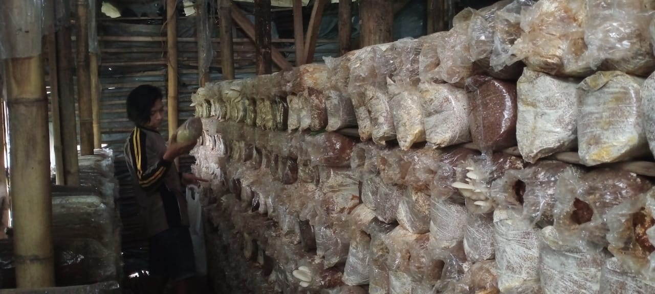 Harga komoditas jamur termasuk stabil di tengah pandemi Covid-19. (Nugraha / Radar Malang)