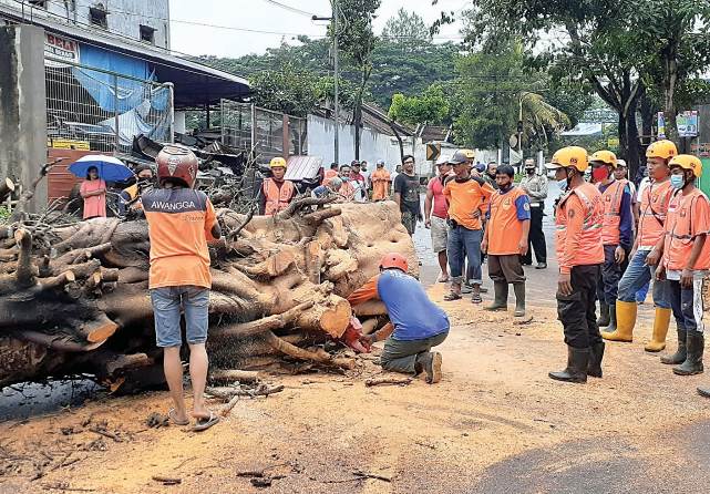 Sejumlah anggota SAR saat membersihkan pohon jenis flamboyan di Desa Talangagung, Kecamatan Kepanjen yang tumbang kemarin (31/10). (Septianur Aji Haryanto/Radar Kanjuruhan)