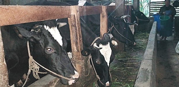 Sapi jenis Fries Holland terbanyak dimiliki warga Dusun Brau, Gunungsari, Batu. (Nugraha Perdana/Radar Batu)