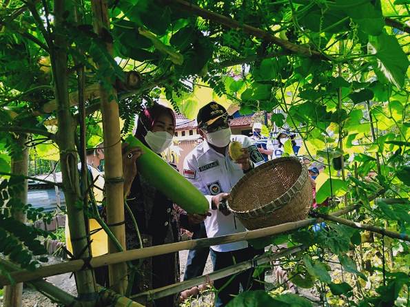 ILUSTRASI:Wali Kota Malang Sutiaji bersama istri, Widayati Sutiaji, saat memanen hasil pertanian urban farming di Kelurahan Purwantoro, beberapa waktu lalu. (Dok/Radar Malang)
