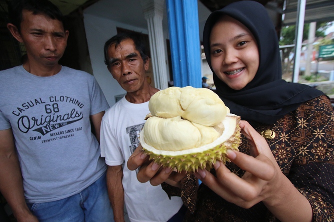 Proses verifikasi terhadap durian tikno sudah dilakukan beberapa waktu yang lalu. Kini varietas itu sudah mendapat sertifikasi dari PPVTPP Kementan. (Darmono/Radar Kanjuruhan)
