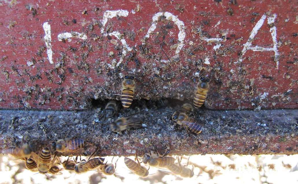 Lebah madu mengolesi pintu masuk sarangnya dengan kotoran untuk mencegah predator. (source: sciencenewsforstudents)