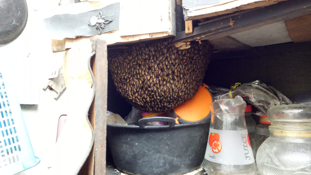 Sarang tawon di rumah warga Kelurahan Sisir yang dievakuasi tim Damkar Kota Batu. (Damkar Kota Batu for Radar Malang).