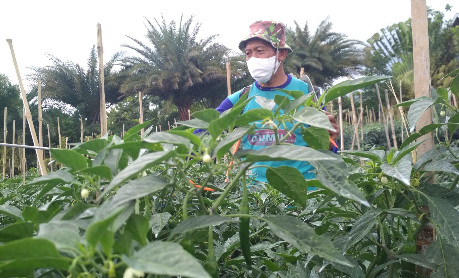 Sukamto, petani warga Desa Junrejo Kecamatan Junrejo saat melakukan penyemprotan pestisida pada tanaman cabainya. (Wildan Agta Affirdausy/Radar Malang)