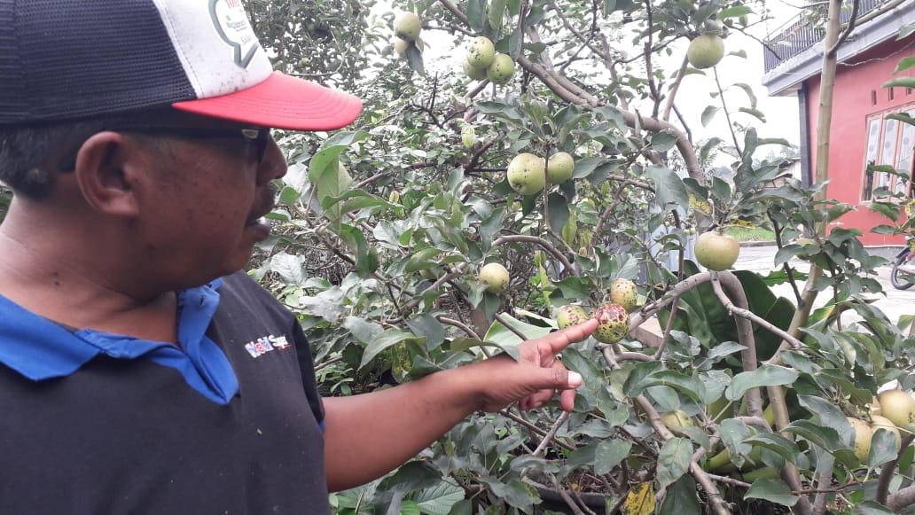 Buah apel yang rusak karena penyakit tutul mata ayam (Wildan / Radar Malang)