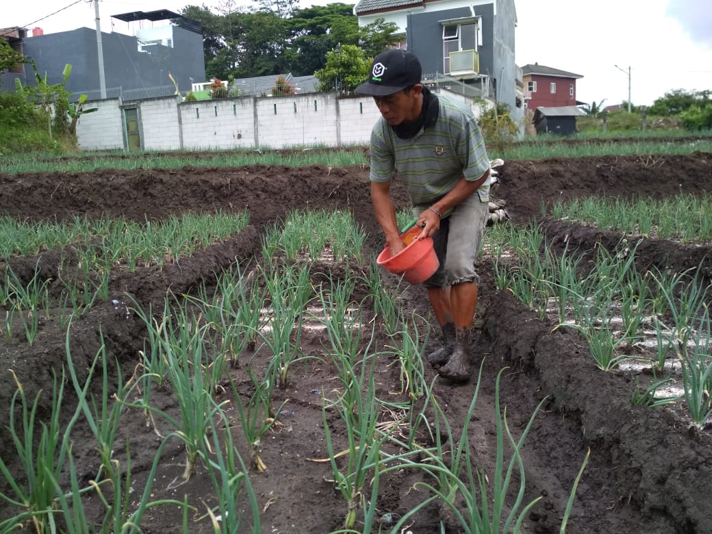 Petani sedang merawat tanaman bawang daun di Kelurahan Sisir, Kecamatan/Kota Batu hari ini (17/1).(Wildan A/Radar Malang).