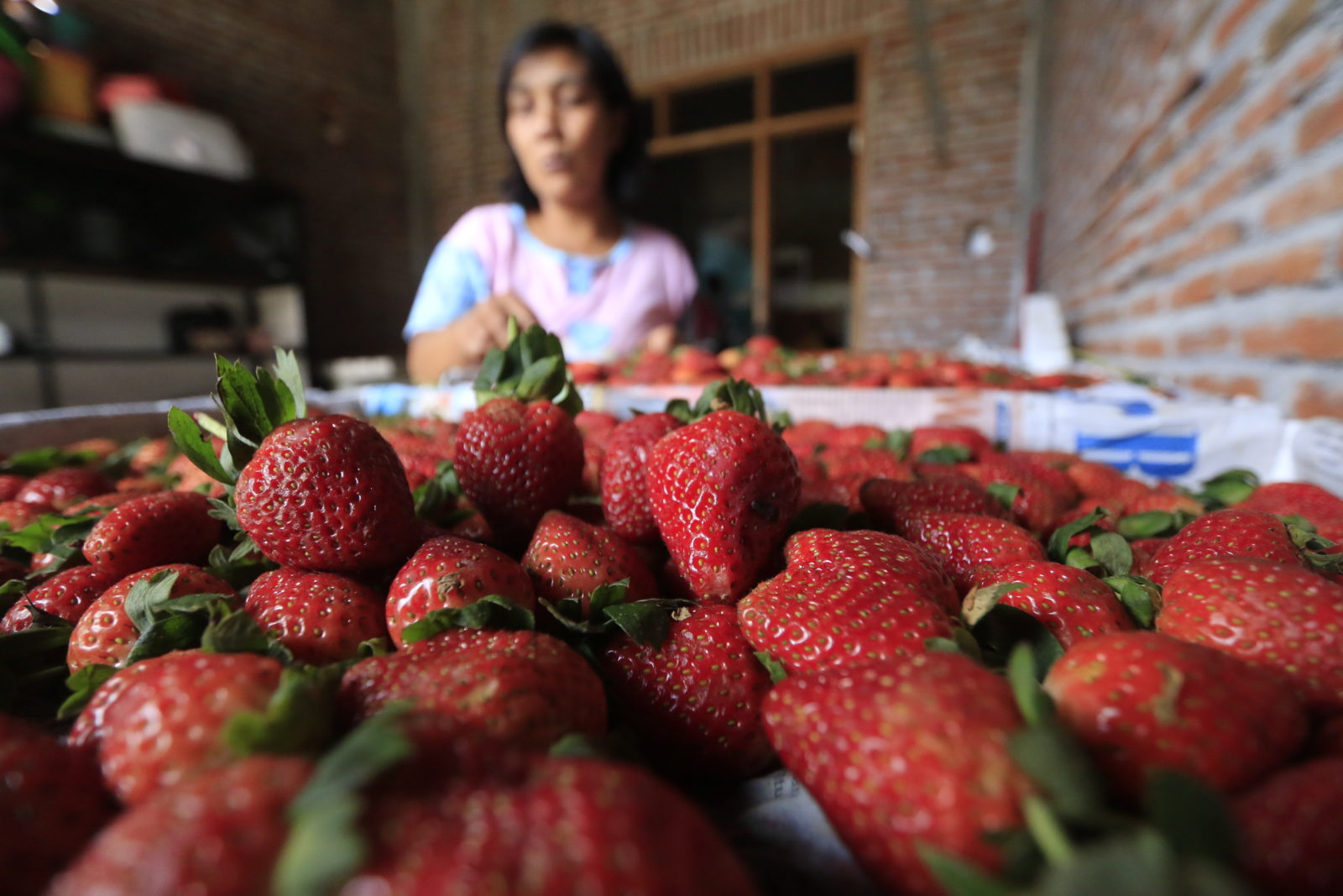 Petani mensortir hasil panen stroberi sebelum dijual ke pedagang. (Wildan Agta Affirdausy/Radar Malang).