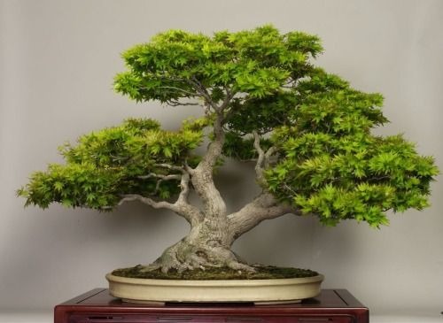 Merawat bonsai memberikan banyak manfaat. (shohinandother/ist)