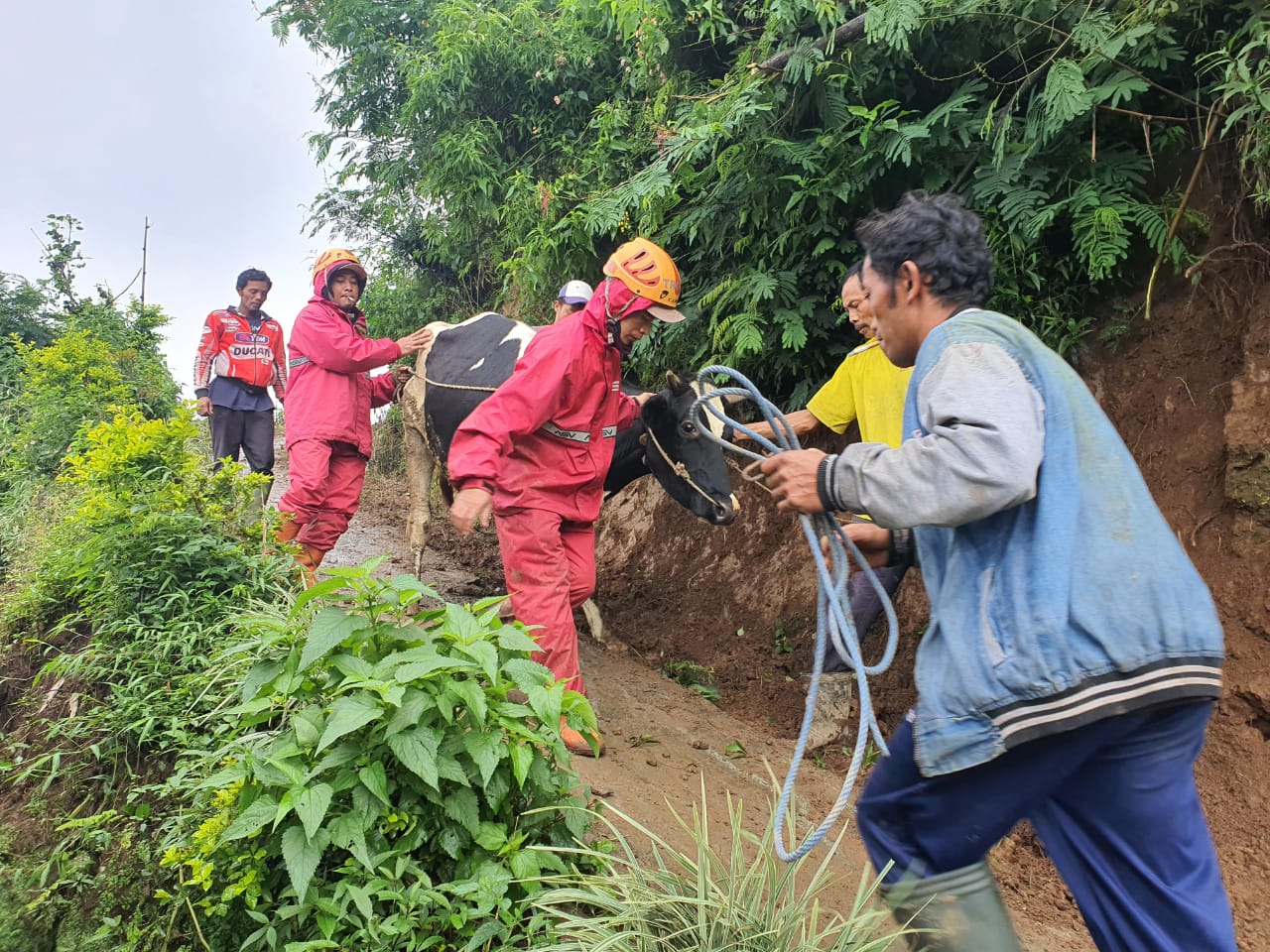 Petugas bersama warga saat mengevakuasi ternak warga. (BPBD Kota Batu for Radar Malang)