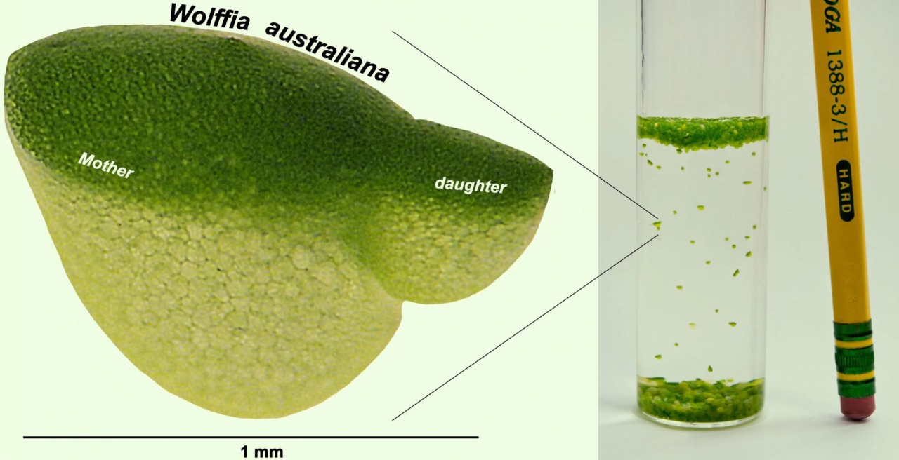 Gambaran tentang ukuran Wolffia dan bagaimana tumbuh dan berkembang. (source: sci-news)