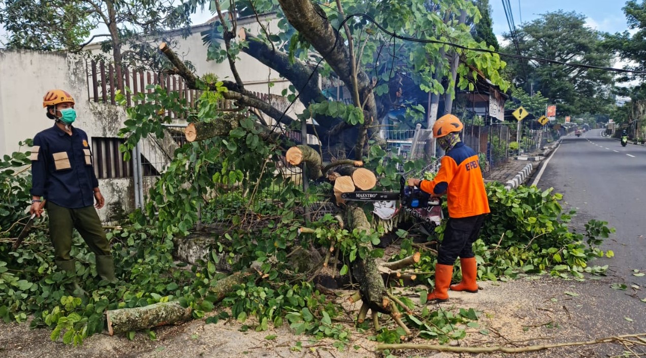 Petugas BPBD Kota Batu saat membersihkan bagian pohon yang tumbang di Jalan Bukit Berbunga, Desa Sidomulyo, Kecamatan Batu. (BPBD Kota Batu for Radar Malang)