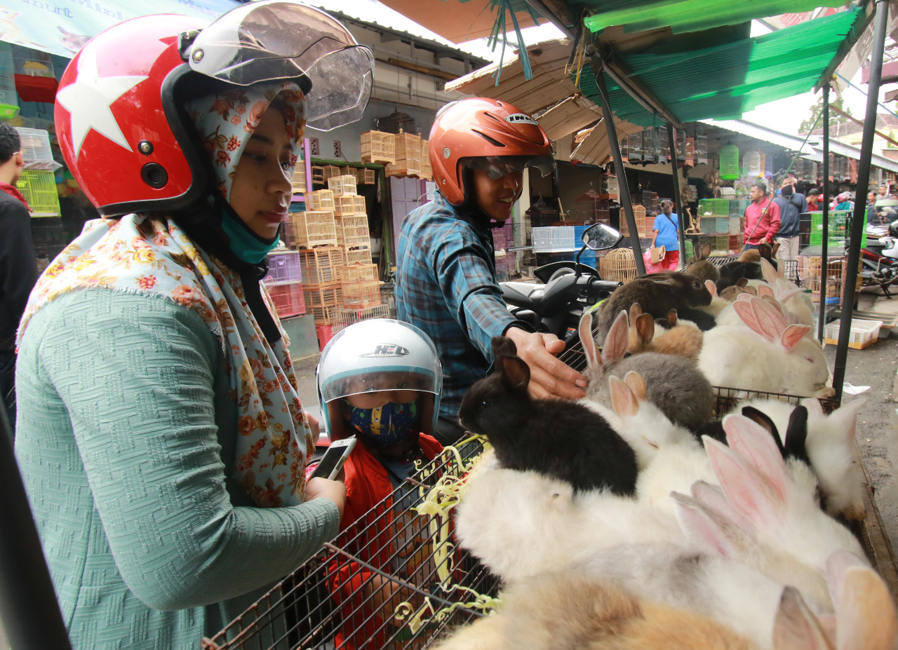 Seorang anak didampingi keluarganya melihat-lihat satwa di Pasar Hewan Splendid kemarin (13/2). (laoh Mahfud/Radar Malang)