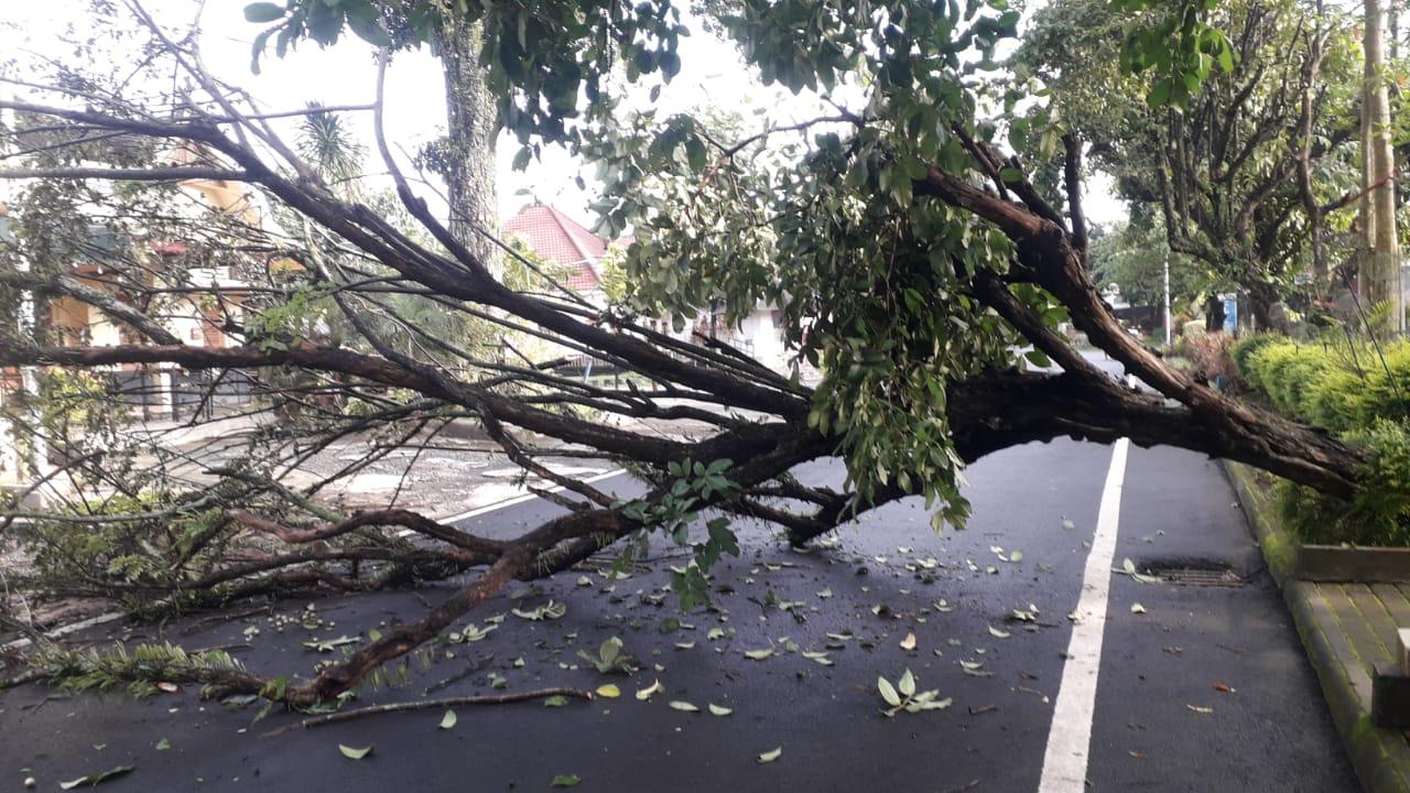 Kondisi pohon angsana yang roboh di Jalan Merbabu, Kota Malang. (BPBD Kota Malang/ist)