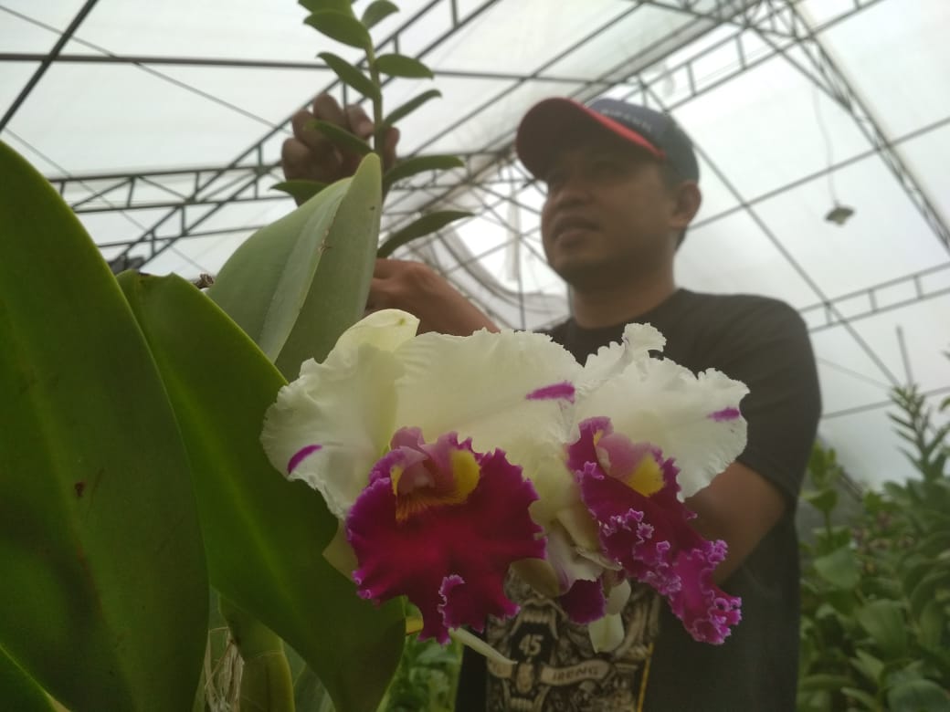 Ekspor anggrek dari Kota Batu terkendala oleh kebijakan larangan ekspor tanaman asli (dok JPRM)