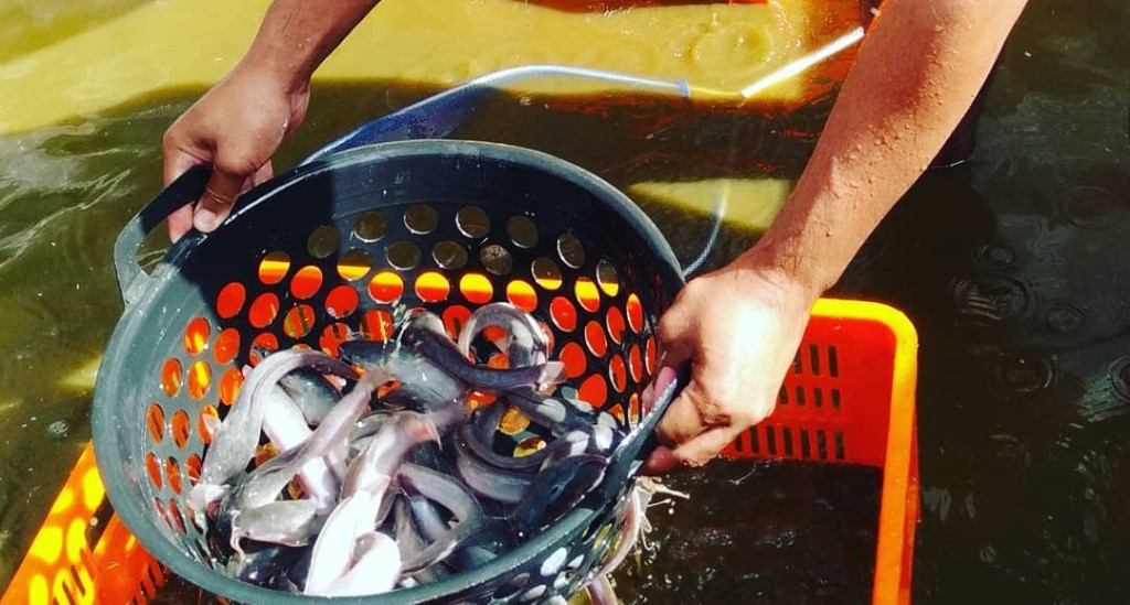 Hasil budidaya lele yang dikembangkan panen Pokdakan Karangduren Permai, Pakisaji, Kabupaten Malang. (kdp/ist)