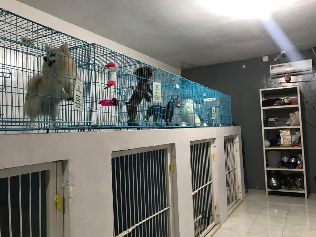 Sebagian hewan peliharaan yang dititipkan di VDB Petshop (ist)