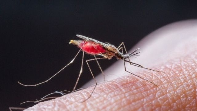 MENINGKAT SIGNIFIKAN: Jumlah kasus Demam Berdarah Dengue (DBD) meningkat di tahun 2022 lalu. Ada sekitar 157 orang yang terpapar penyakit tersebut.