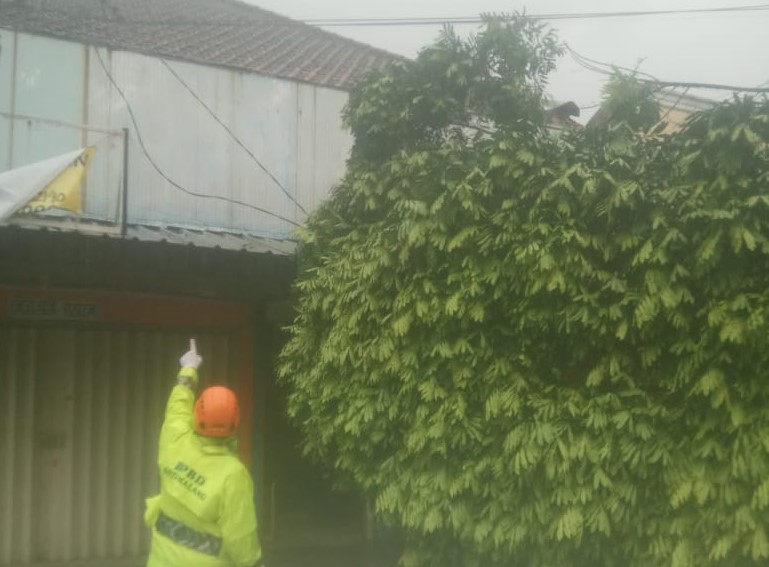 Petugas BPBD Kota Malang saat memeriksa pohon tumbang yang menyebabkan kabel PLN putus. (BPBD Kota Malang/Radar Malang)