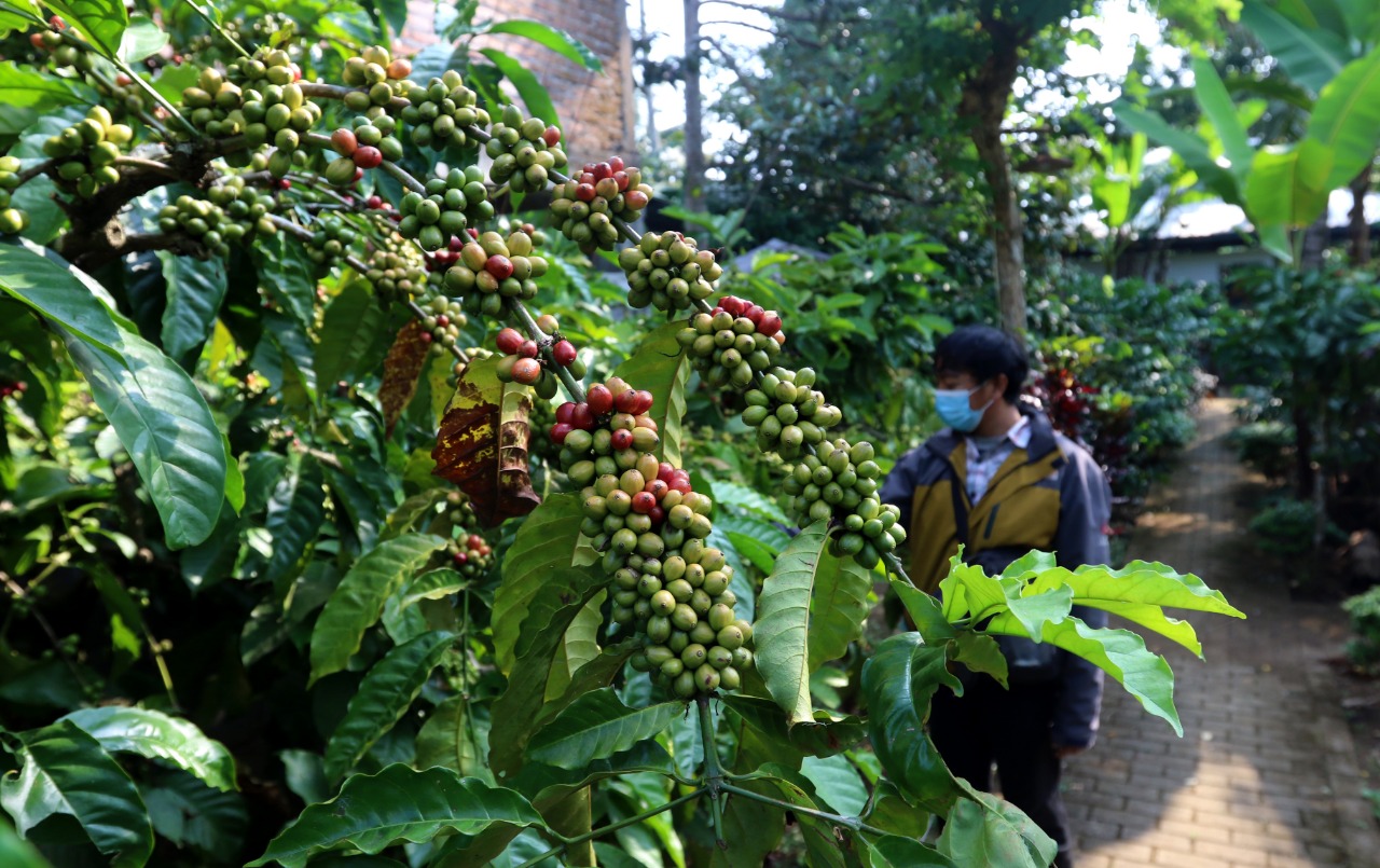 Eco Wisata Kebun Kopi di Desa Amandanom, Kecamatan Dampit. (Darmono/Radar Malang)