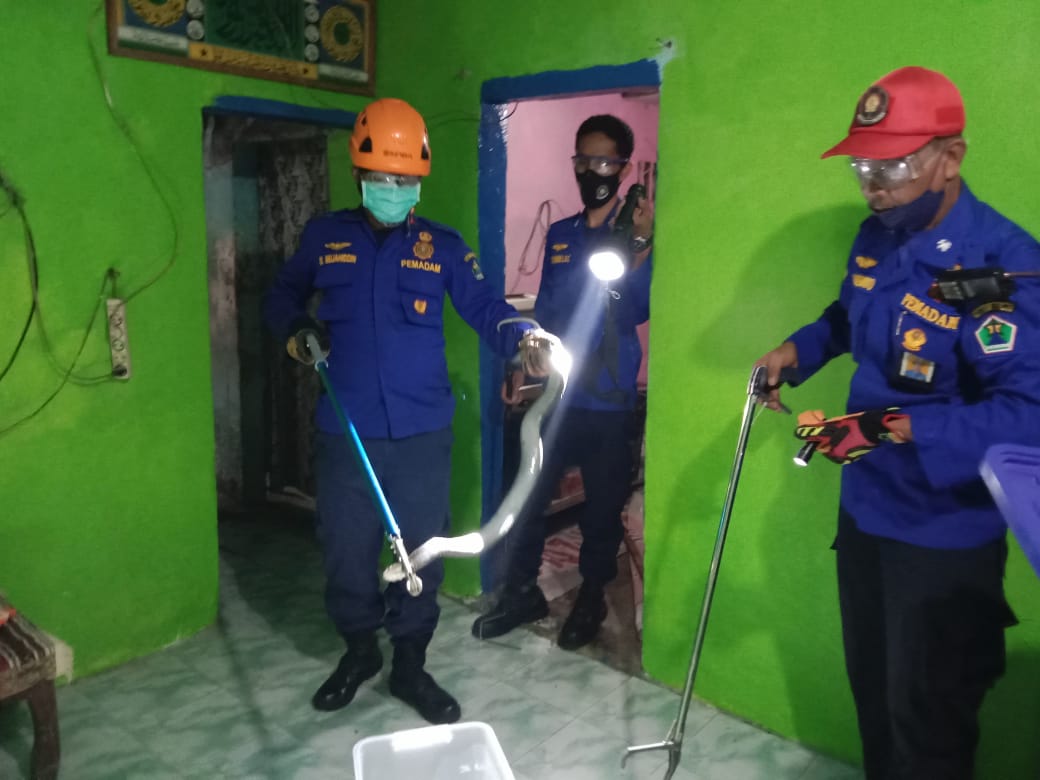 Petugas saat mengevakuasi ular kobra yang masuk rumah warga di Jalan Kolonel Sugiono Gang 1 A, Kelurahan Mergosono, Kecamatan Kedungkandang. (Damkar Kota Malang/ist)