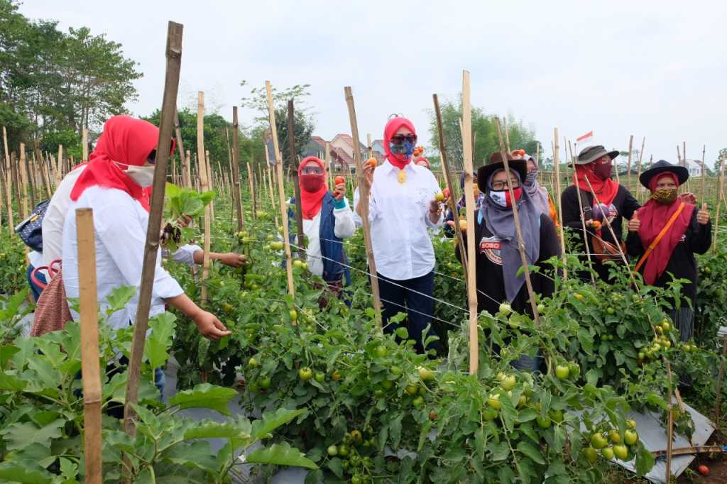 Ketua TP PKK Kota Malang Widayati Sutiaji SSos MM saat panen tomat hasil urban farming. (Dispangtan Kota Malang/ist)