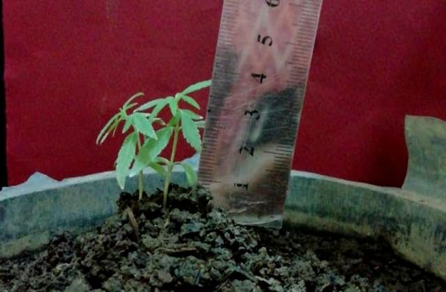 Tanaman ganja yang disita Polres Kediri dari  tersangka.  (Radar Kediri/ist)