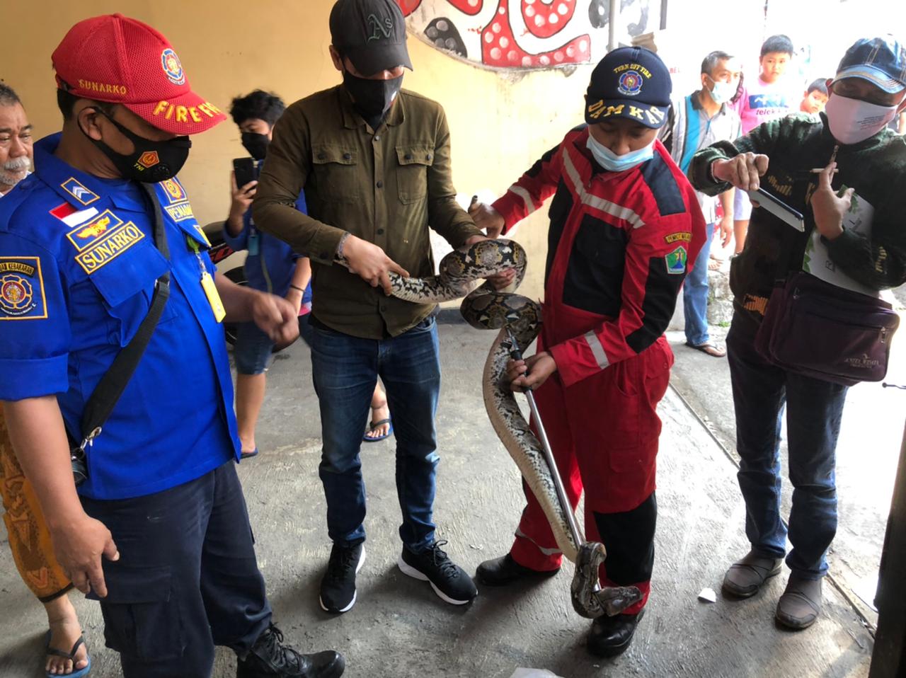 Petugas Damkar Kota Malang saat mengevakuasi ular dari rumah kos di Kelurahan Samaan, Kota Malang. (Damkar Kota Malang/ist)
