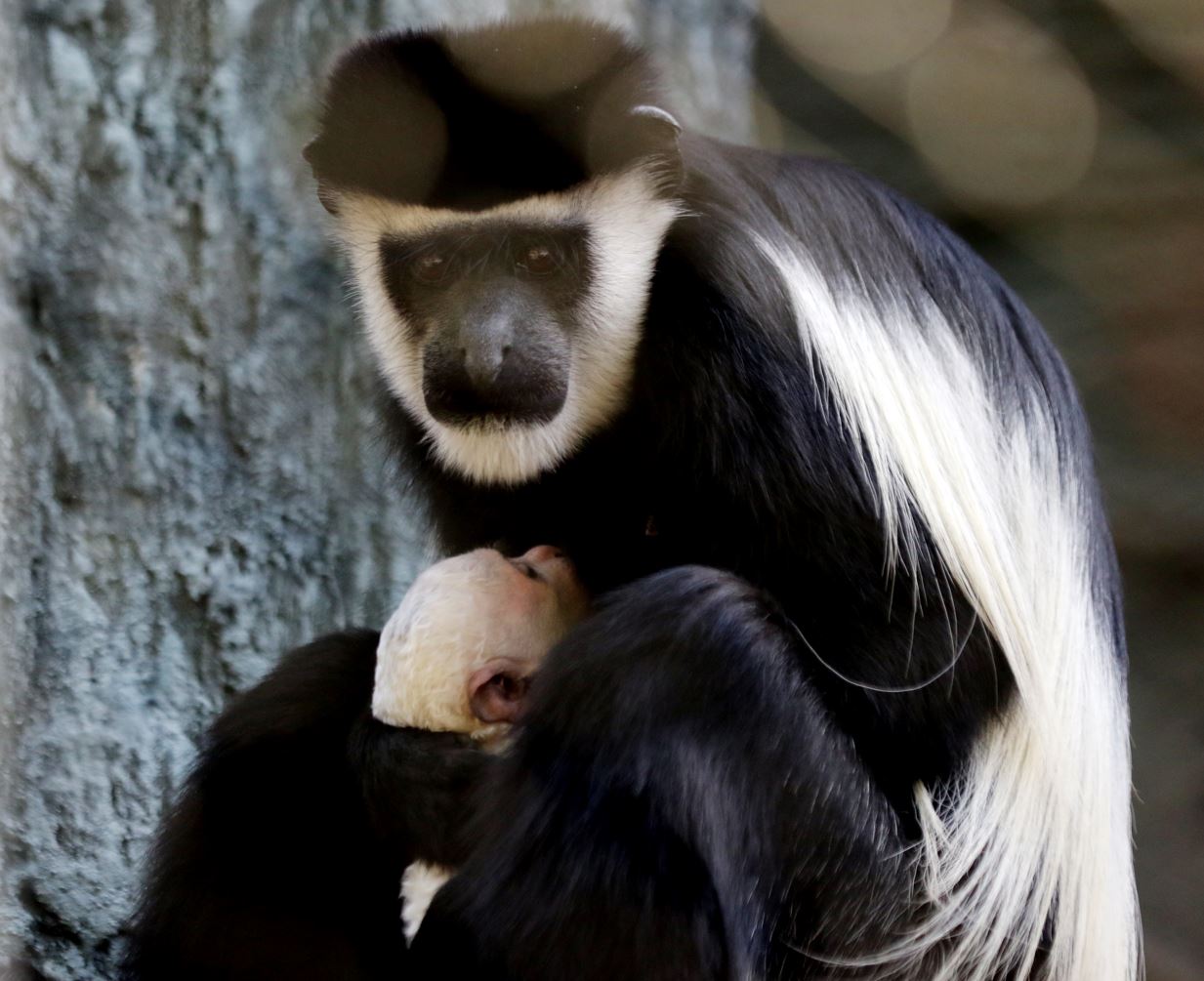 Colobus Monkey, koleksi satwa dari Afrika satu-satunya yang berhasil breeding di Indonesia oleh JTP 2 (Darmono/Radar Malang)