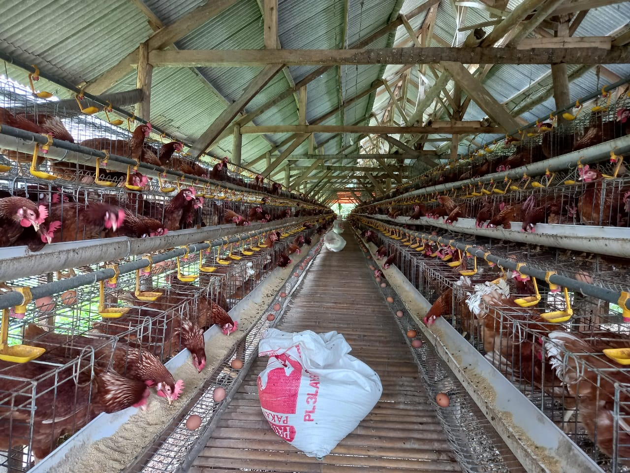 Ilustrasi peternakan ayam