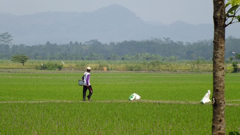 IMBAS PANDEMI: Hamparan sawah di Kabupaten Malang ini mengalami penurunan produksi padi.