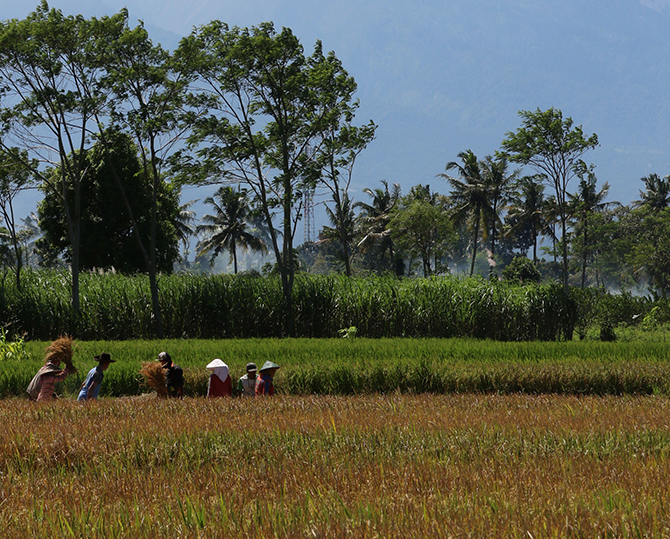 FOKUS KUALITAS: Produksi pertanian di kabupaten Malang ini akan terus ditingkatkan kualitasnya. Mulai penanaman hingga pascapanen akan mendapatkan pengawasan maksimal. Darmono/Radar Malang