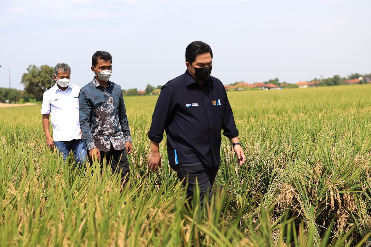 Menteri BUMN, Erick Thohir saat meninjau klaster padi di Cirebon (ist)