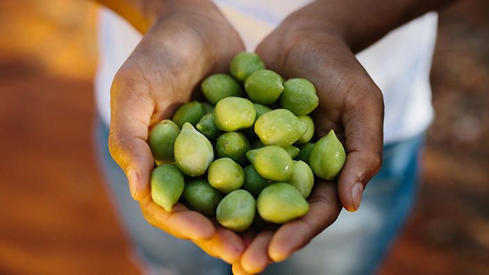 Buah kakadu plum yang diyakini punya segudang manfaat untuk kecantikan.(Pinterest/ ist)