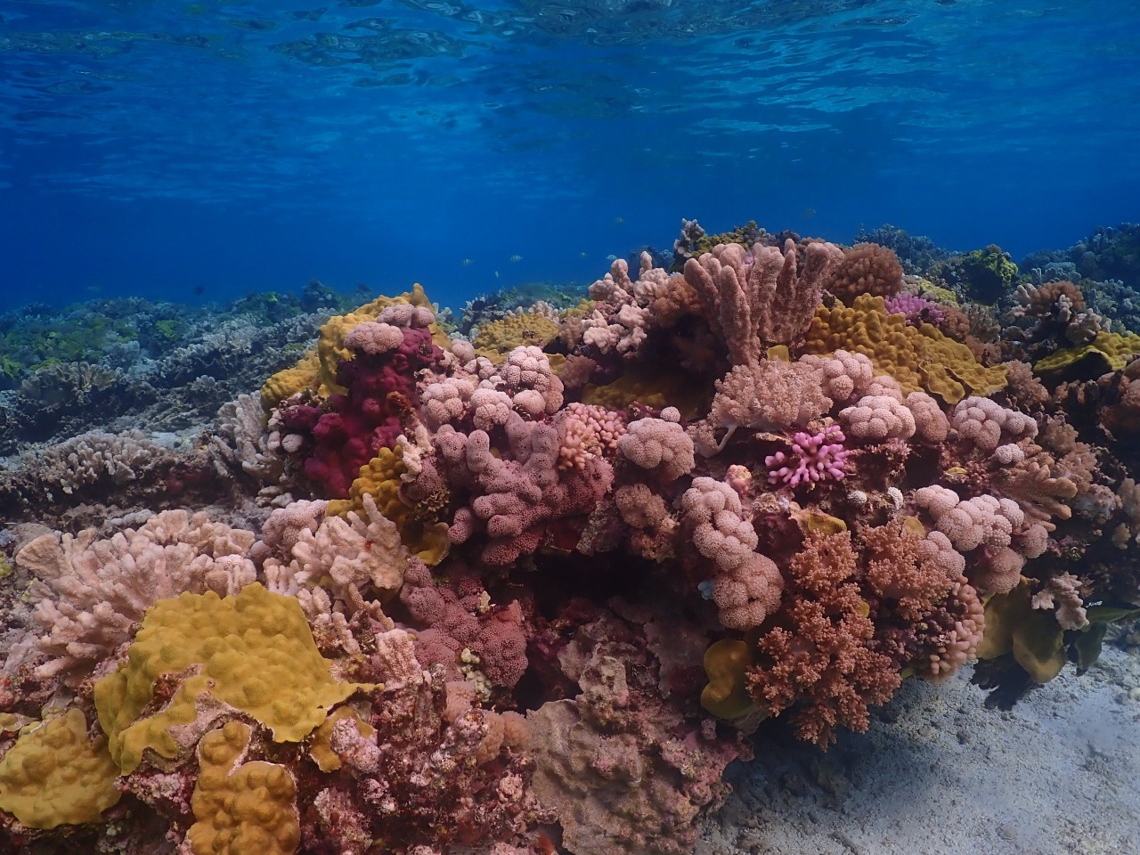 Allen Coral Atlas yang mampu menyuguhkan pemandangan terumbu karang di seluruh dunia. (International Coral Reef/ist)