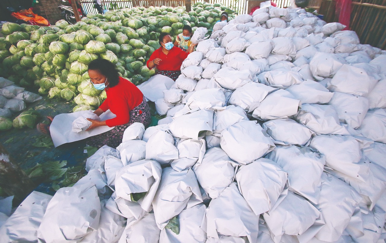 Sayur kol dari Kecamatan Poncokusumo ini menjadi salah satu komoditas ekspor Kabupaten Malang. (Darmono/Radar Malang)