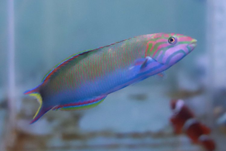 Ikan Wrasse punya ciri pipi loreng yang membuatnya dijuluki ikan rambo. (Allex Qomarulla/Jawa Pos)