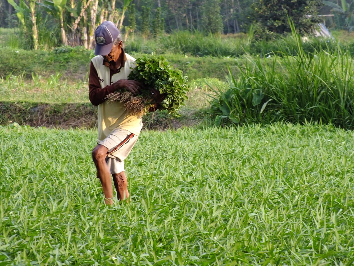 Seorang petani di Desa Kedungrejo, Kecamatan Pakis memanen sayuran. Harga komoditas sayur di Kabupaten Malang menurun seiring dengan situasi pandemi yang belum juga berakhir. (Fickyansyah/Radar Malang)