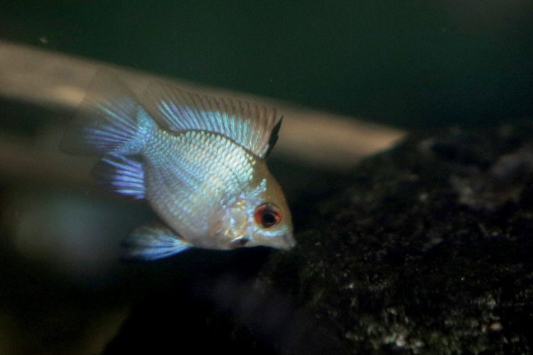 Jenis ikan hias ramirezi ini mudah dirawat karena gampang beradaptasi dengan lingkungan baru. (Jawa Pos)
