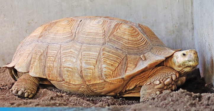 Kura-kura sulcata yang habitat aslinya di Afrika. (Radar Solo/ist)